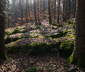 Omszałe, Liście, Drzewa, Kamienie, Las