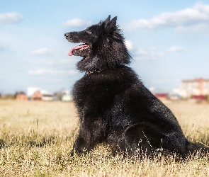 Owczarek belgijski groenendael, Łąka, Pies