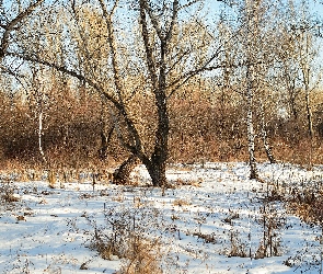 Śnieg, Krzewy, Zima, Drzewa