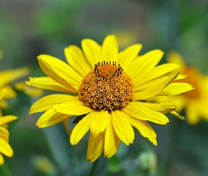 Żółty, Zbliżenie, Kwiat