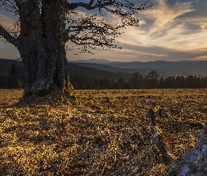 Trawa, Sucha, Góry, Kamień, Drzewo, Wschód słońca, Stare