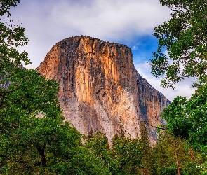 Drzewa, El Capitan, Kalifornia, Stany Zjednoczone, Park Narodowy Yosemite, Góra