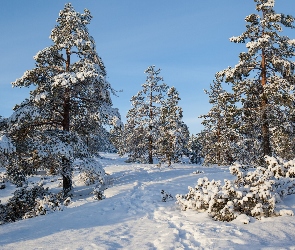 Ośnieżone, Wzgórze, Krzewy, Drzewa, Zima