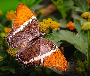 Siproeta epaphus, Pomarańczowy, Motyl