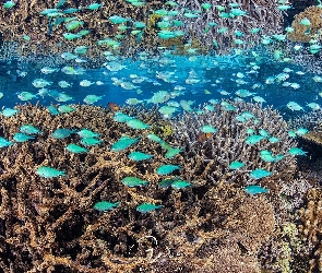 Koralowce, Ryby, Rafa koralowa, Niebieskie