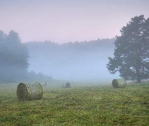 Poranek, Drzewa, Bele, Pole, Drzewa, Mgła