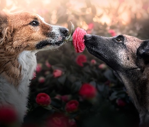 Psy, Kamelia, Kwiat, Różowy, Dwa