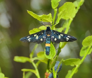 Motyl, Roślina, Oblaczek granatek
