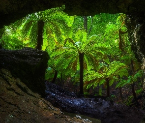 Drzewa, Trowutta Arch, Tasmania, Australia, Skały, Jaskinia