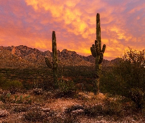 Arizona, Skały, Stany Zjednoczone, Kaktusy, Góry, Park stanowy Catalina, Santa Catalina, Krzewy