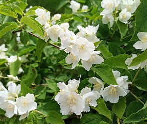 Kwiaty, Jaśminowiec, Białe