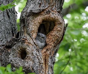 Syczoń krzykliwy, Dziupla, Drzewa, Las, Sowa