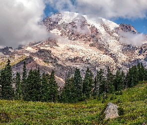 Stany Zjednoczone, Stan Waszyngton, Góra, Drzewa, Mount Rainier, Park Narodowy Mount Rainier, Szczyt