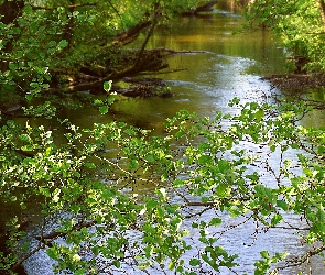 Drzewa, Liście, Zielone, Gałęzie, Rzeka