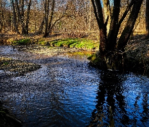 Drzewa, Las, Rzeka, Strumień