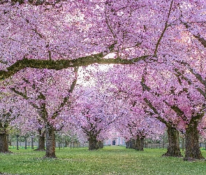 Park, Wiśnie, Wiosna, Drzewa