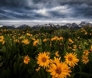 Wyoming, Łąka, Stany Zjednoczone, Góry, Balsamorhiza, Park Narodowy Grand Teton, Chmury, Kwiaty