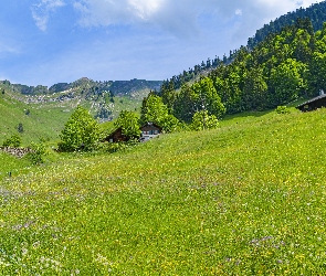 Domy, Łąka, Góry, Drzewa, Dolina