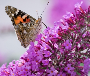 Rusałka osetnik, Budleja, Różowa, Kwiat, Motyl