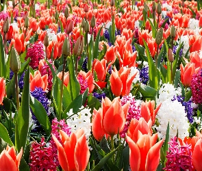 Kwiaty, Hiacynty, Tulipany, Czerwone, Kolorowe