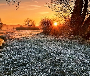 Trawa, Oszroniona, Rzeka, Zachód słońca, Drzewa, Mgła