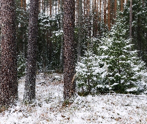 Pnie, Drzewa, Śnieg, Zima, Las, Ośnieżone