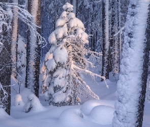 Śnieg, Drzewa, Ośnieżone, Zima, Las