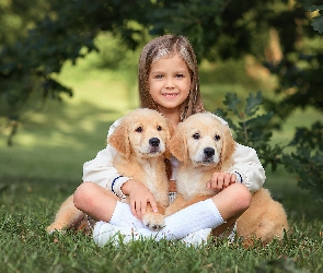 Szczeniaki, Trawa, Golden retriever, Dwa, Dziewczynka