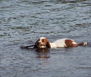 woda, kij, płynący, Springer spaniel walijski