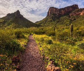Arizona, Zachód słońca, Stany Zjednoczone, Góra, Kwiaty, Park stanowy Picacho Peak, Łąka, Kaktusy