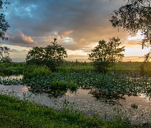 Drzewa, Zachód słońca, Rośliny, Trawa, Staw