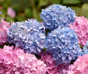 Niebieskie, Hortensje, Różowe