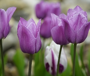 Zbliżenie, Fioletowe, Kwiaty, Tulipany