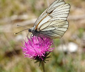 Kwiat, Różowy, Motyl, Niestrzęp głogowiec