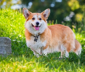 Kamień, Trawa, Pies, Welsh corgi pembroke