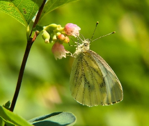 Śnieguliczka, Kwiat, Bielinek kapustnik, Motyl