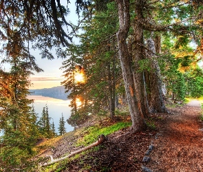 Ścieżka, Promienie słońca, Jezioro, Drzewa, Las