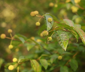 Zielone, Owoce, Guzikowiec, Krzew