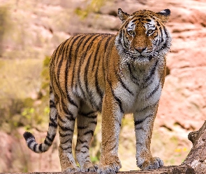 Tygrys azjatycki, Spojrzenie