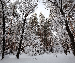 Krzewy, Drzewa, Śnieg, Zima, Las, Ośnieżone