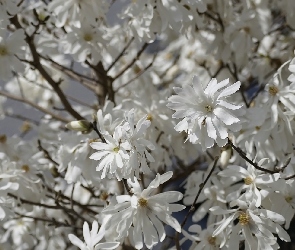Rozkwitnięte, Kwiaty, Magnolia, Białe