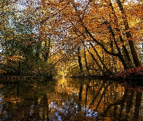 Las, Odbicie, Jesień, Staw, Brzeg, Drzewa, Liście, Gałęzie