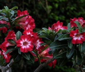 Liście, Gałązki, Różowe, Kwiaty, Adenium, Róża pustyni