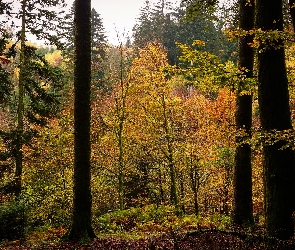 Las, Liście, Drzewa, Pożółkłe, Jesień