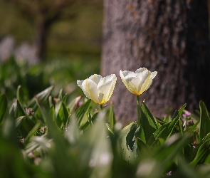 Kwiaty, Tulipany, Dwa, Białe
