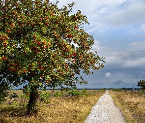 Łąka, Chmury, Jarzębina, Droga