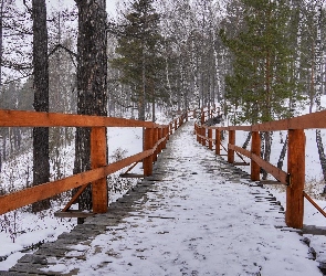 Poręcz, Pomost, Las, Zima, Drzewa, Śnieg