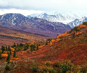 Stany Zjednoczone, Alaska, Jesień, Góry, Kolorowe, Krzewy