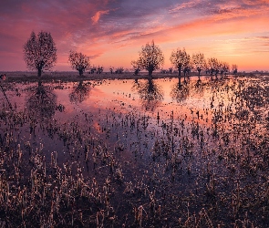 Fotograf, Człowiek, Rozlewisko, Zachód słońca, Szuwary, Drzewa