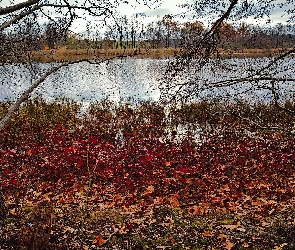 Drzewa, Jesień, Liście, Czerwone, Rzeka